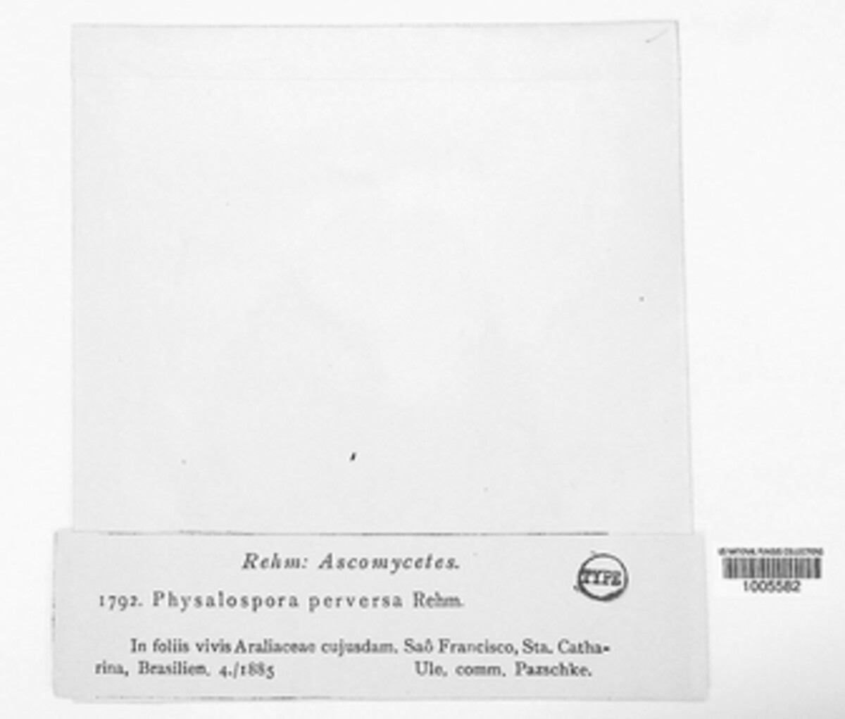 Phyllachora perversa image